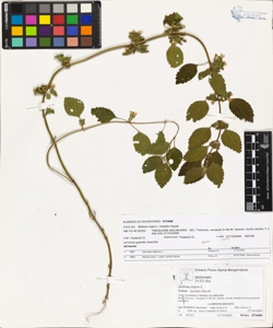 Ballota nigra L. subsp. foetida Hayek