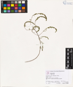 Odontites rubra (Baumg.) Opiz subsp. rubra
