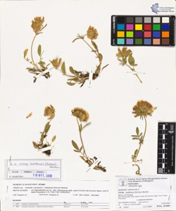 Anthyllis vulneraria L. subsp. baldens¿s (Kerner) Becker