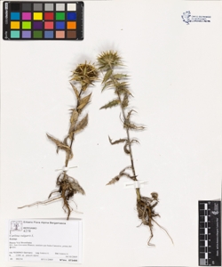 Carlina vulgaris L.