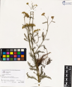 Achillea millefolium L.