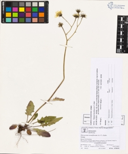 Hieracium tenuiflorum (A.-T.) Zahn