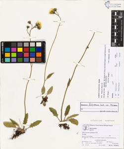 Hieracium bifidum Kit.