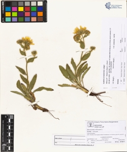 Hieracium villosum L. subsp. villosum