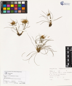 Phyteuma hedraianthifolium R. Schultz