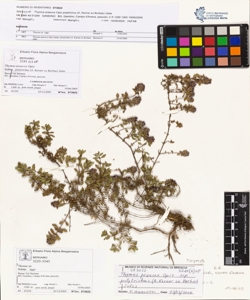 Thymus praecox Opiz subsp. polytrichus (A. Kerner ex Borbas) Jalas