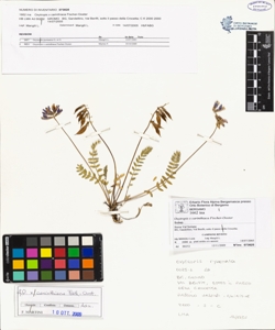 Oxytropis x carinthiaca Fischer-Ooster