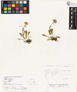 Erigeron uniflorus L.