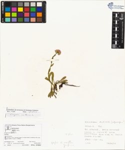 Erigeron uniflorus L.