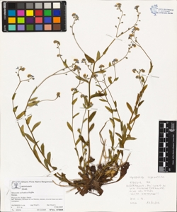 Myosotis sylvatica Hoffm.