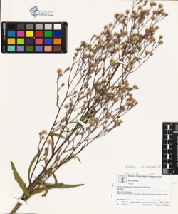 Aster squamatus (Sprengel) Hierom.