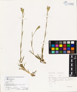 Dianthus armeria L.