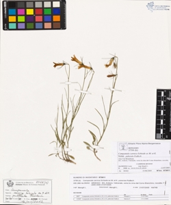 Campanula carnica Schiede ex M. et K. subsp. puberula Podlech