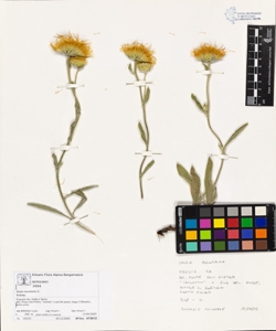 Inula montana L.