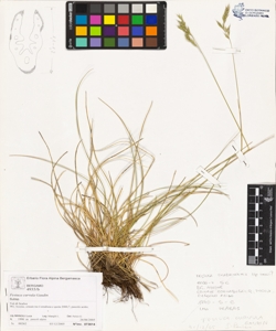 Festuca curvula Gaudin