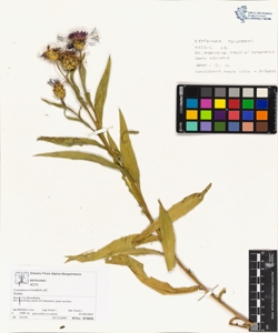 Centaurea triumfetti All.