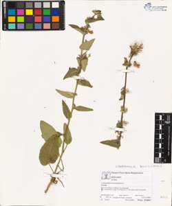 Campanula bononiens¿s L.