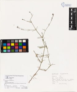 Asperula cynanchica L.