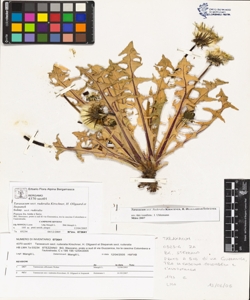 Taraxacum sect. ruderalia Kirschner, H. Ollgaard et Stepanek