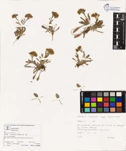 Senecio incanus L. subsp. carniolicus (Willd.) Br. - Bl.