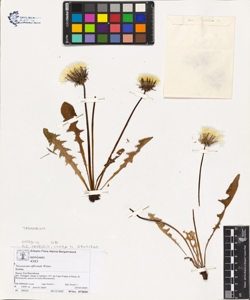 Taraxacum officinale (Aggr.)