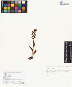 Orchis cruenta M¿ller