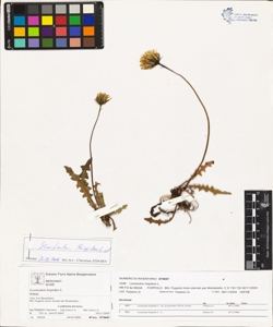 Leontodon hispidus L.