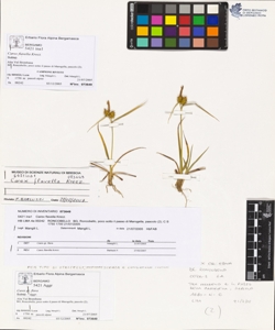 Carex flavella Krecz.