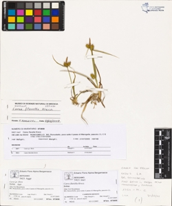 Carex flavella Krecz.