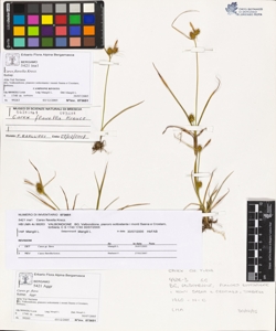 Carex flavella Krecz.