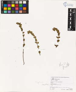 Euphras¿a rostkoviana Hayne