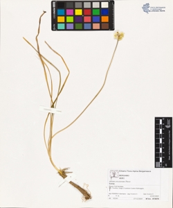Allium ericetorum Thore