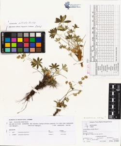 Alchemilla nitida Buser