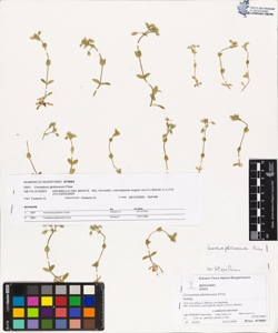 Cerastium glutinosum Fries