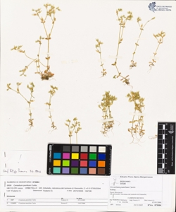Cerastium pumilum Curtis