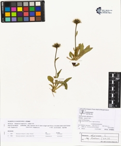 Hieracium alpinum L. subsp. halleri Vill.
