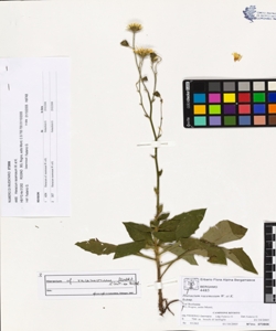 Hieracium racemosum W. et K.