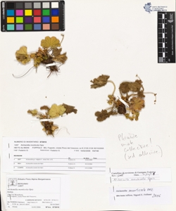 Alchemilla monticola Opiz
