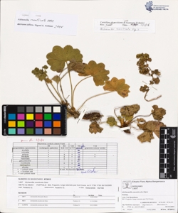 Alchemilla monticola Opiz