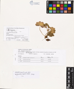 Alchemilla monticola Opiz