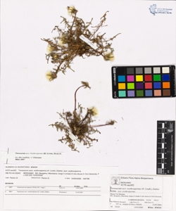 Taraxacum sect. erythrosperma (H. Lindb.) Dahlst.