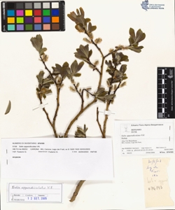 Salix appendiculata Vill.