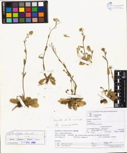 Arabis ciliata Clairv.