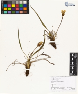 Scorzonera austriaca Willd.