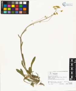 Biscutella laevigata L.