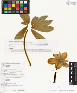 Helleborus niger L. subsp. macranthus (Freyn) Schiffner