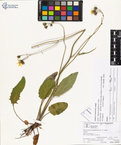 Hieracium tenuiflorum (A.-T.) Zahn