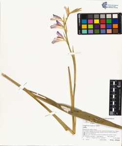 Gladiolus italicus Miller