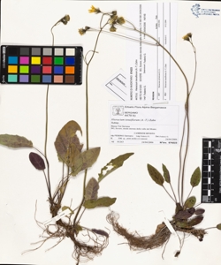 Hieracium tenuiflorum (A.-T.) Zahn
