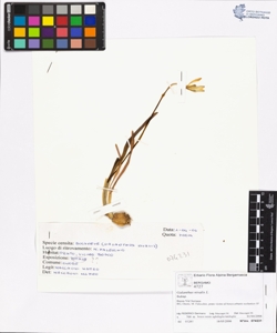 Galanthus nivalis L.